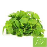 MIĘTA ŚWIEŻA BIO (POLSKA) (około 50 g)