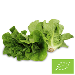 Sałata rzymska mini świeża bio - około 8 sztuk