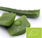 Kosmetická aloe BIO 1 kg – čerstvé listy