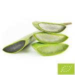 Čerstvá aloe vera bio (cca 0,50 kg)