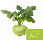 Čerstvá kedlubna bio (polská) (cca 0,20 kg)